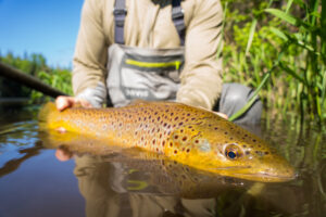 AU SABLE RIVER TRIPS