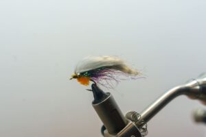 Natural Selection | Salmon Fry